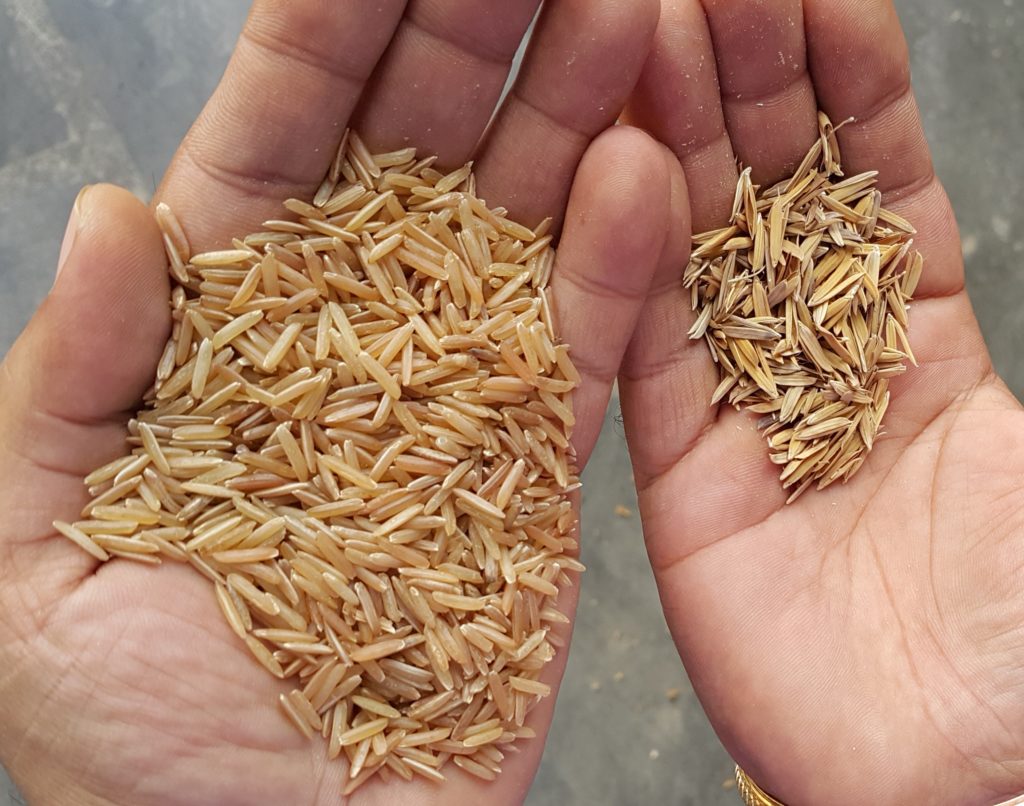 Is Basmati Rice From India Safe