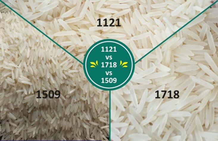 1121 vs 1718 vs 1509 Basmati Rice